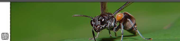 優良鹿茸的專賣鹿場